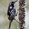 New Holland Honeyeater (Awabakal NR 2015)