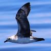 Kermadec Petrel (Port Stephens 2016)