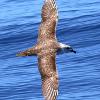 Kermadec Petrel (Port Stephens 2016)