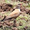 Australian Pratincole (Mt Isa 2015)