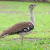 Australian Bustard (near Mt Malloy 2016)
