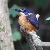 Azure Kingfisher (Smiths Lake 2015)