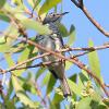 Bar-breasted Honeyeater (Darwin 2014)