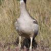 Beach Stone-curlew (Pindimar 2014)