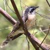 Black-eared Cuckoo (Giants Creek 2016)
