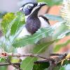 Blue-faced Honeyeater (Hawks Nest 2014)