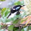 Blue-faced Honeyeater (Hawks Nest 2014)