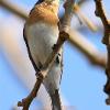 Broad-billed Flycatcher (Darwin 2014)