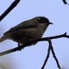 Brown-headed Honeyeater (Wongalee 2015)