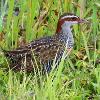 Buff-banded Rail (Crowdy Head 2016)