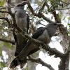 Channel-billed Cuckoo (Myall Lake 2014)