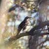 Chestnut-backed Quail-thrush (Hattah-Kulkyne 2014)