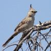 Chirruping Wedgebill (Packsaddle 2014)