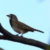 Crested Bellbird (Kalgoorlie 2014)