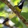 Crested Shrike-Tit (Smiths Lake 2015)