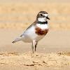 Double-banded Plover (Harrington 2016)