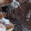 Eastern Reef Egrets (Darwin 2014)