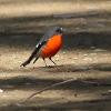 Flame Robin (Gloucester Tops 2015)