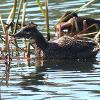 Freckled Duck (Walka Waterworks 2015)