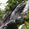 Tawny Frogmouths (Saltwater NP 2014)
