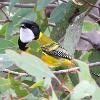 Western Golden Whistler (Kalgoorlie 2014)