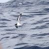 Gould's Petrel (off Port Stephens 2014)