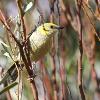 Grey-headed Honeyeater (Bowra 2013)