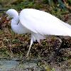 Intermediate Egret (Ash Island 2015)