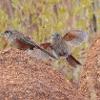 Kalkadoon Grasswren (Mt Isa 2015)