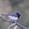 Leaden Flycatcher (Carrington 2014)