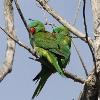 Scaly-breasted Lorikeets (Old Bar 2014)
