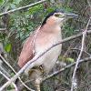 Nankeen Night-Heron (Morpeth 2014)