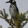 New Holland Honeyeater (Albany 2014)