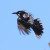 New Holland Honeyeater (Awabakal 2015)