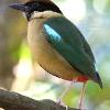 Noisy Pitta (Black Head 2015)