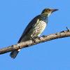 Olive-backed Oriole (Appletree Flat 2015)