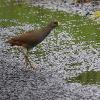 Pale-vented Bush-hen (Julatten 2016)