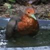 Red-necked Crake (Julatten 2017)