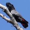 Red-tailed Black-Cockatoo (Armadale 2014)