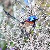 Red-winged Fairy-wren (Dryandra 2015)