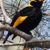 Regent Bowerbird, male (Saltwater NP 2014)