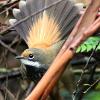 Rufous Fantail (O'Sullivans Gap 2015)