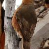 Rufous Treecreeper (Dryandra 2015)