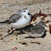 Sanderling & Red-necked Stint (Old Bar 2015)