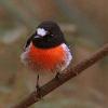 Scarlet Robin (Gloucester Tops 2014)