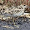 Sharp-tailed Sandpiper (Hexham 2015)