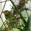 Southern Emu-wren (Smiths Lake 2015)