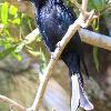 Spangled Drongo (Saltwater 2015)