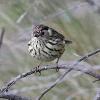 Speckled Warbler (Wongalee 2015)