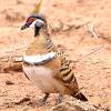 Spinifex Pigeon (Mt Isa 2015)